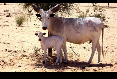 Race bovine kouri